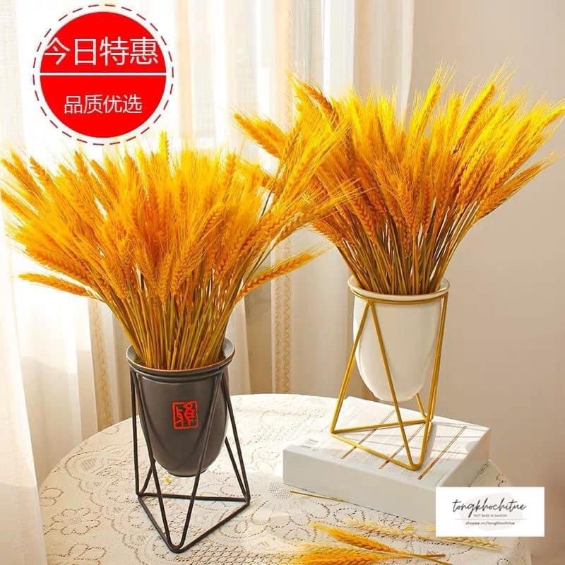 shop online trangdung2404