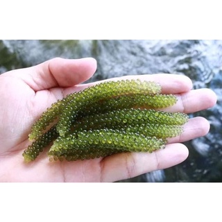 500gr rong nho tách nước Monino kèm chai sốt 180ml