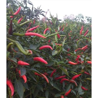 Hạt giống Ớt chỉ thiên (rất cay) – 30Hạt