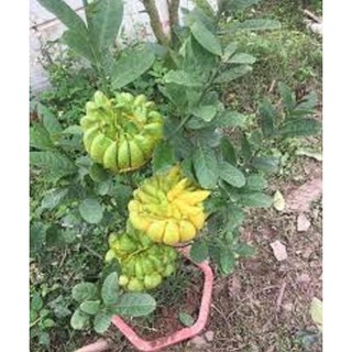 CÂY PHẬT THỦ - QỦA ĐẸP - Ý NGHĨA - CÂY GIỐNG GIÁ TRỊ KINH TẾ CAO