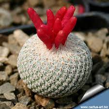 Xương rồng Epithelantha micromeris (Size ~3cm)