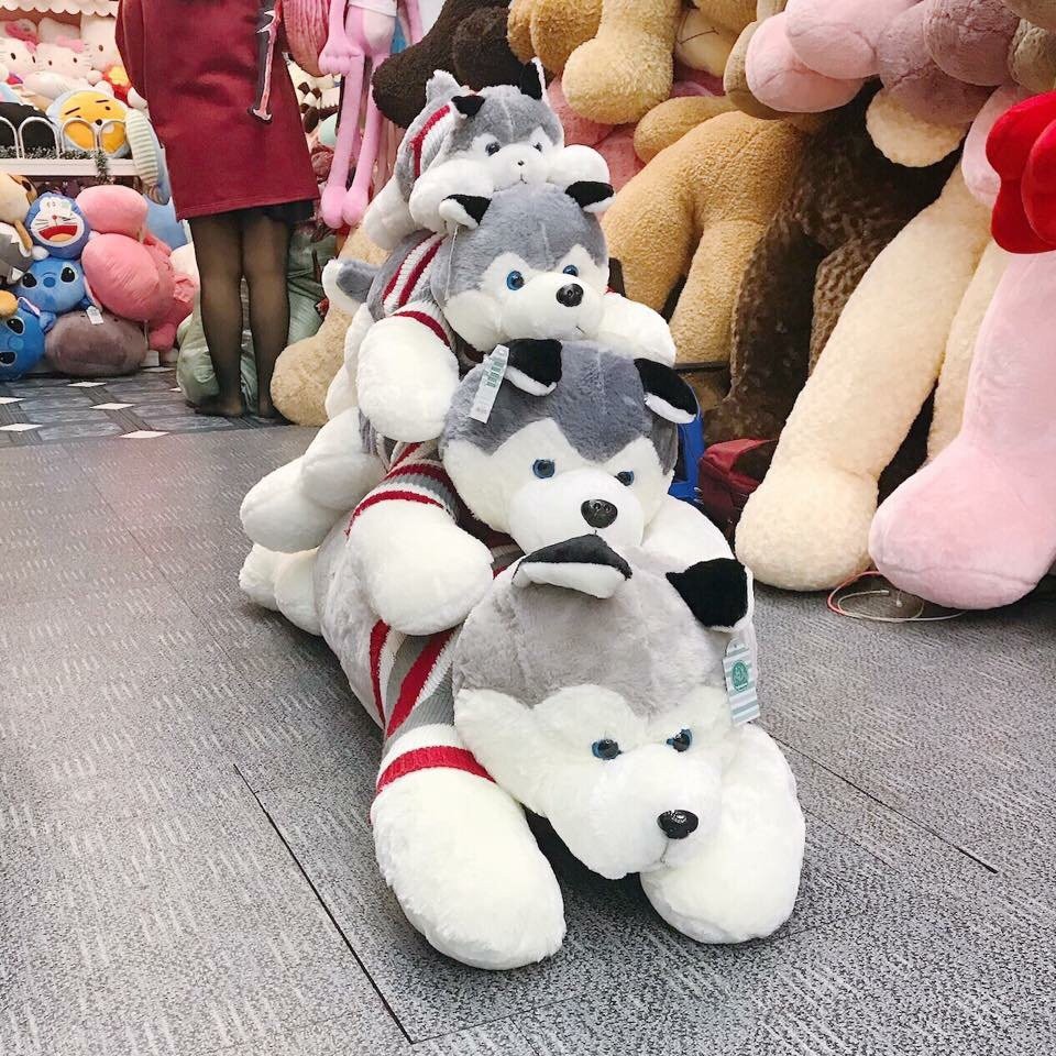 Chó sói Alaska giảm chỉ còn 200,000 đ