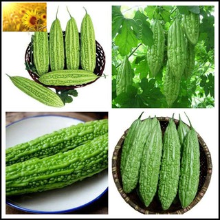 Hạt Giống Khổ Qua Xanh Cao Sản (3 Gr) - Năng Suất, Thanh Nhiệt  - MUA 3 TẶNG 1 CÙNG LOẠI