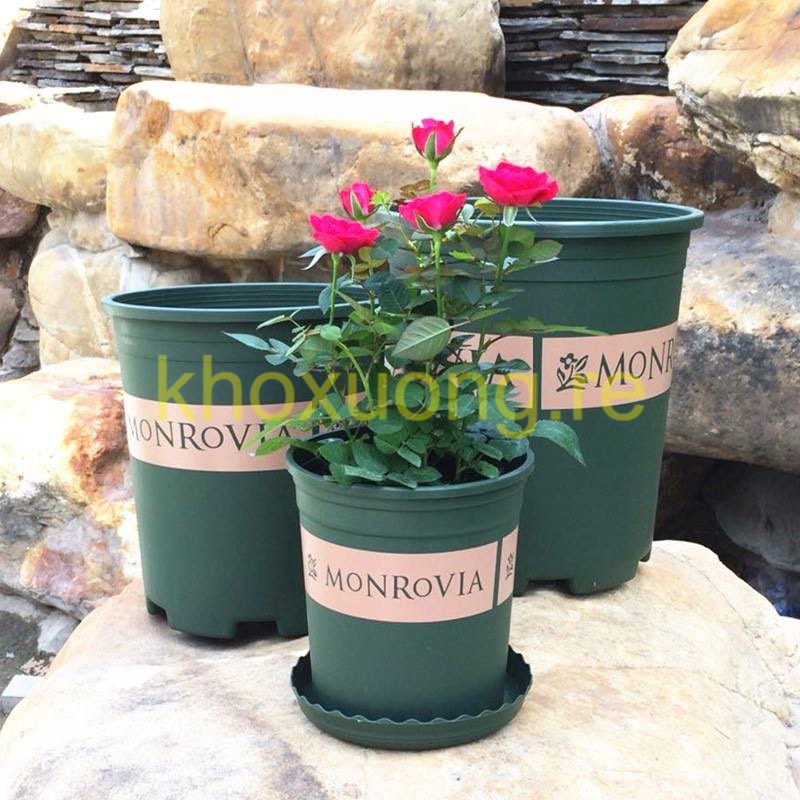 5 Bộ Chậu Nhựa MONROVIA Nhập Khẩu - Gallon Long Phụng ATP - Chậu Decor Trang Trí + Tặng Đĩa Lót (5Gallon)