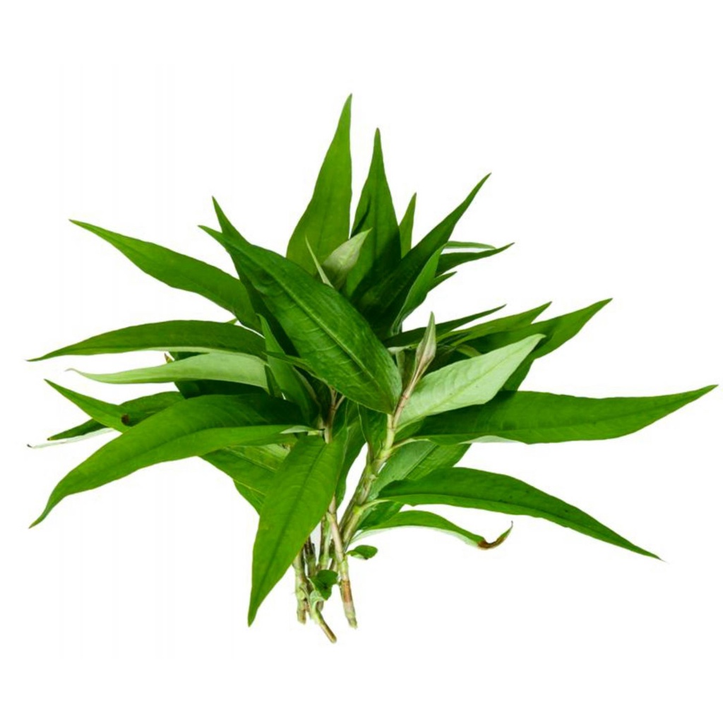 #Hạt_Giống_Rau_Răm_Chuẩn_F1