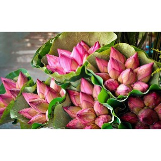 10 Hạt giống hoa sen Hồ tây (Hoa sen ta)
