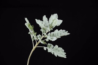 Lá tai cừu - Hoa lụa cao cấp - Hoa lụa