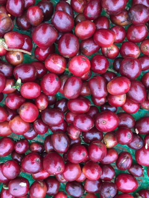 Cà phê hạt nhân xanh chưa rang arabica Sơn La natural 1 kg