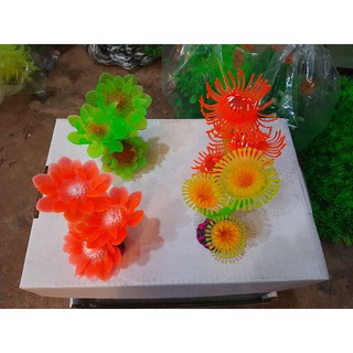 Hải quỳ mini đủ loại màu rất đẹp giá lại rẻ