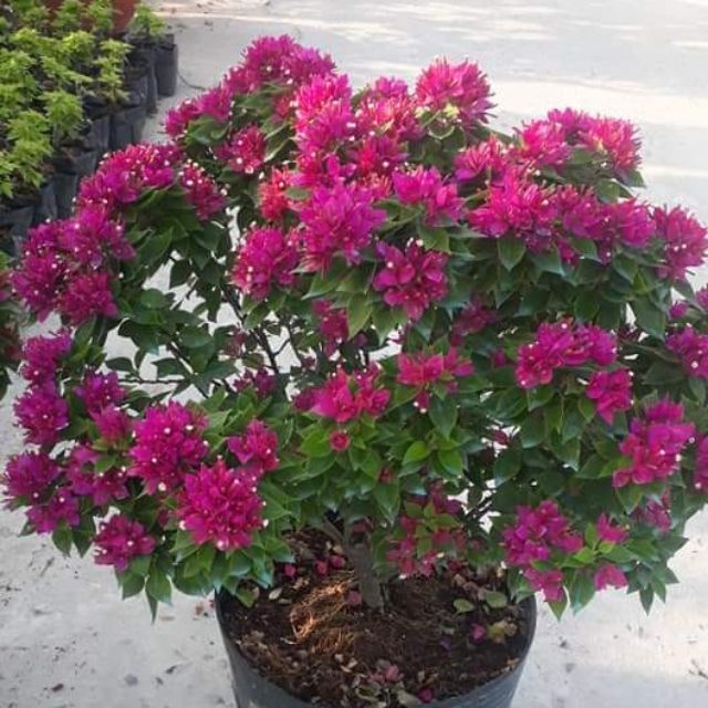 Cây 🌲 Giấy Mỹ Mâm Xôi siêu hoa....( Đang hoa)