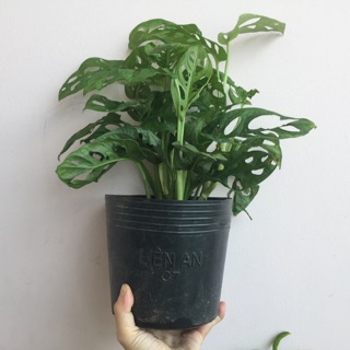 Cây trầu bà lỗ