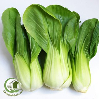Hạt giống rau cải thìa - rau cải bẹ xanh - túi 20gr