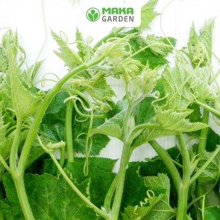 Hạt giống bầu siêu ngọn rado 407 - gói 5gr - cao sản giòn ngọt, dễ trồng