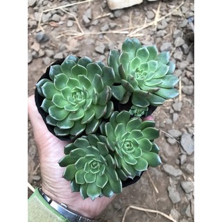 sen đá ruby xanh xanh