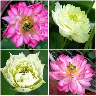 Hạt giống hoa sen bách diệp 10 màu - 1k/Hạt