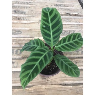 chậu đuôi công Zebrina