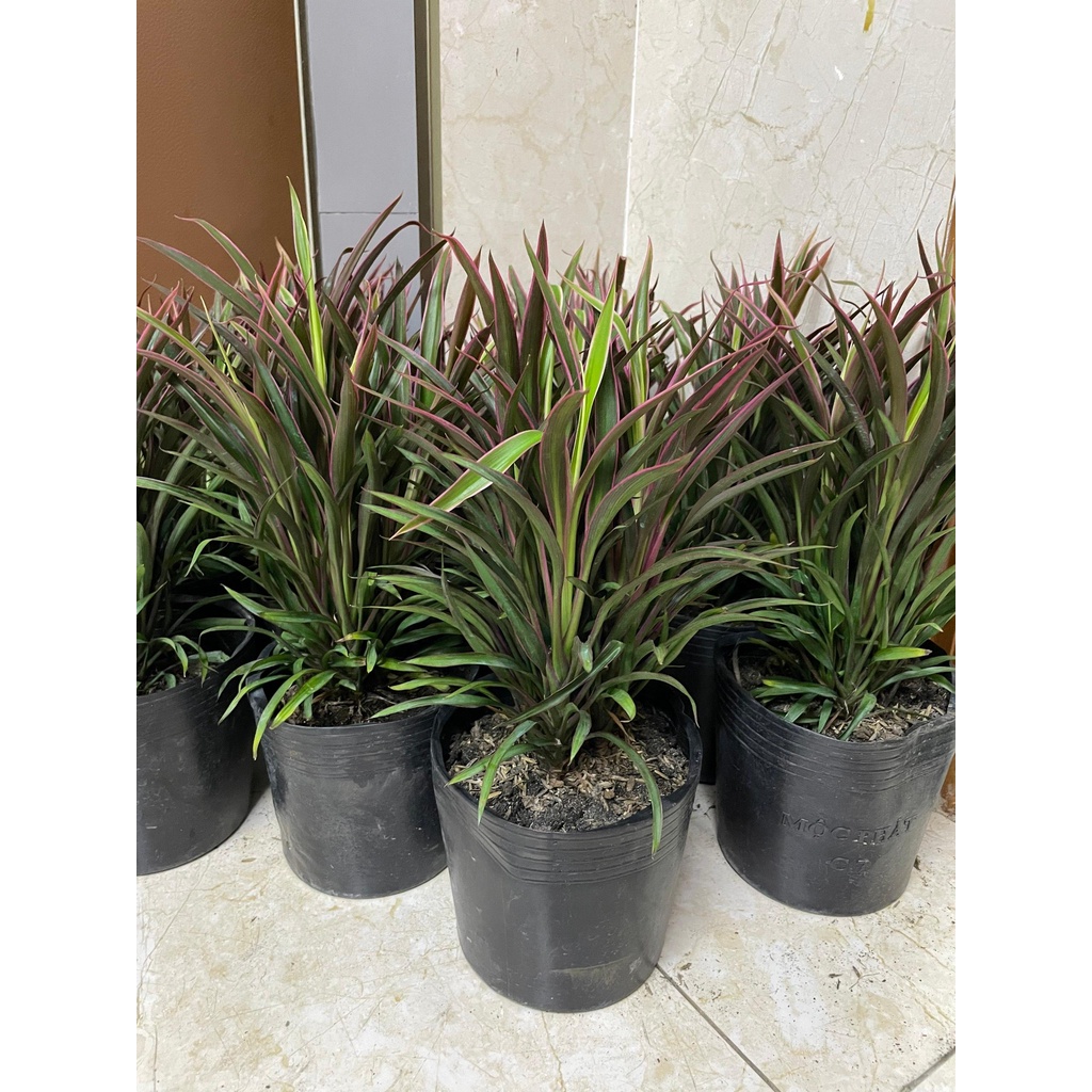 CÂY ÁNH DƯƠNG , , cây giống cảnh sân vườn trang trí lối đi, ban công GIÁ RẺ, Cây Tươi Nguyên