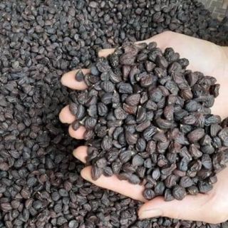 Sỉ toàn quốc hạt dổi nếp rừng 50g - 100g - 150g