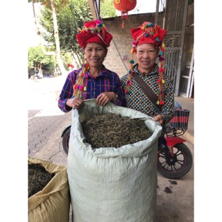 Giảo cổ lam rừng Lai Châu