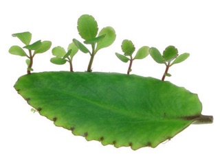 1 cây lá bỏng con