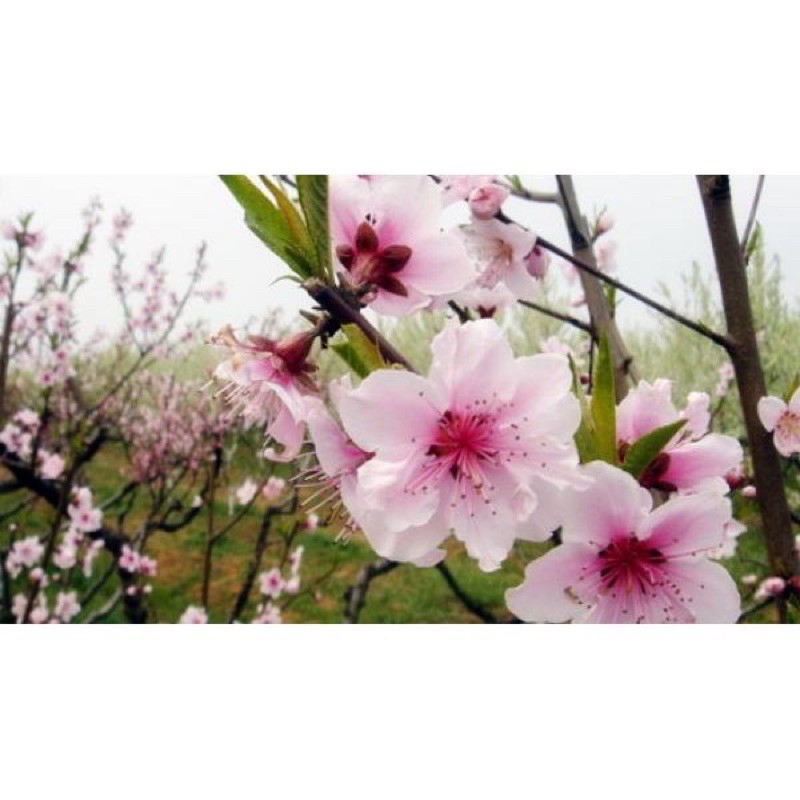 ĐÀO BÍCH PHAI Cây khoẻ đẹp