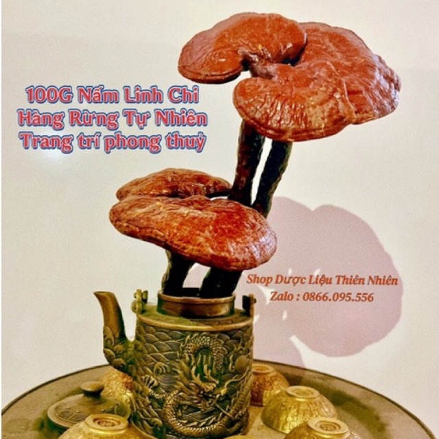 Cây Nấm Linh Chi hàng Rừng tự nhiên , hoa hồi , hạt sen, quế thanh