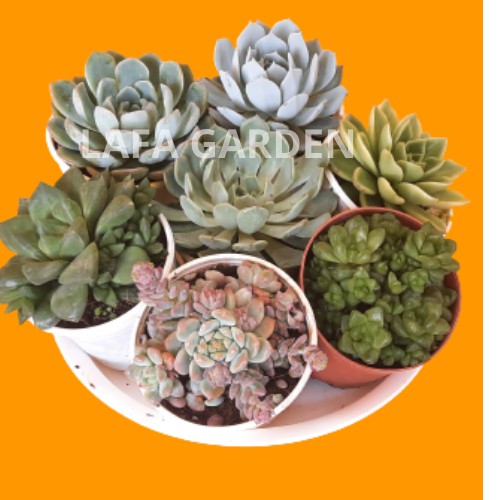 Sen đá size trung 01 cây để bàn làm việc LAFA GARDEN