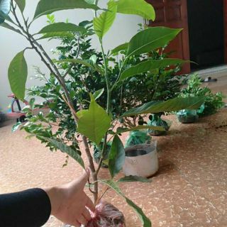cây trầu bà (vạn niên thanh) trồng đất hoặc thủy sinh