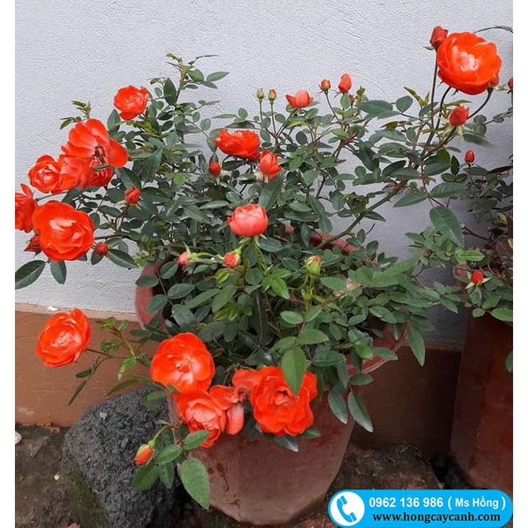 Cây hoa hồng nhỏ - runghoaqua.com - freeship Hà Nội - phong thủy hoa hồng