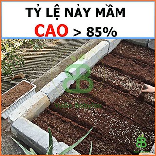 Hạt Giống Rau Mã Đề 1G Dễ Trồng