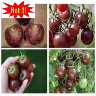 Gói 30 hạt giống cà chua socola