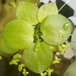 Cây thủy sinh bèo nhật