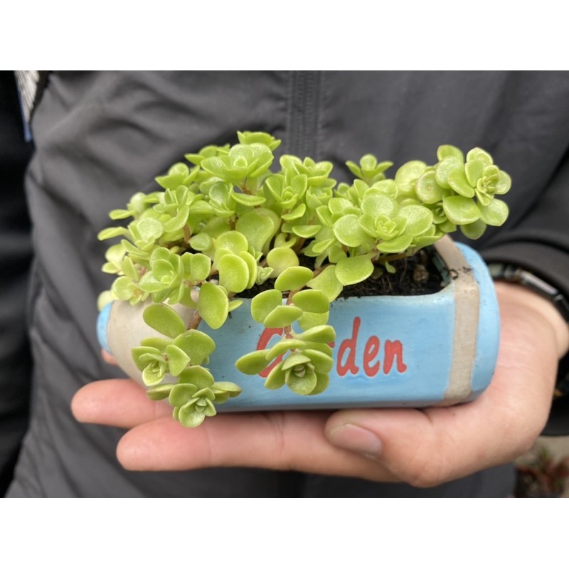 Sen đá Sedum vảy cá - Sen đá vảy rồng