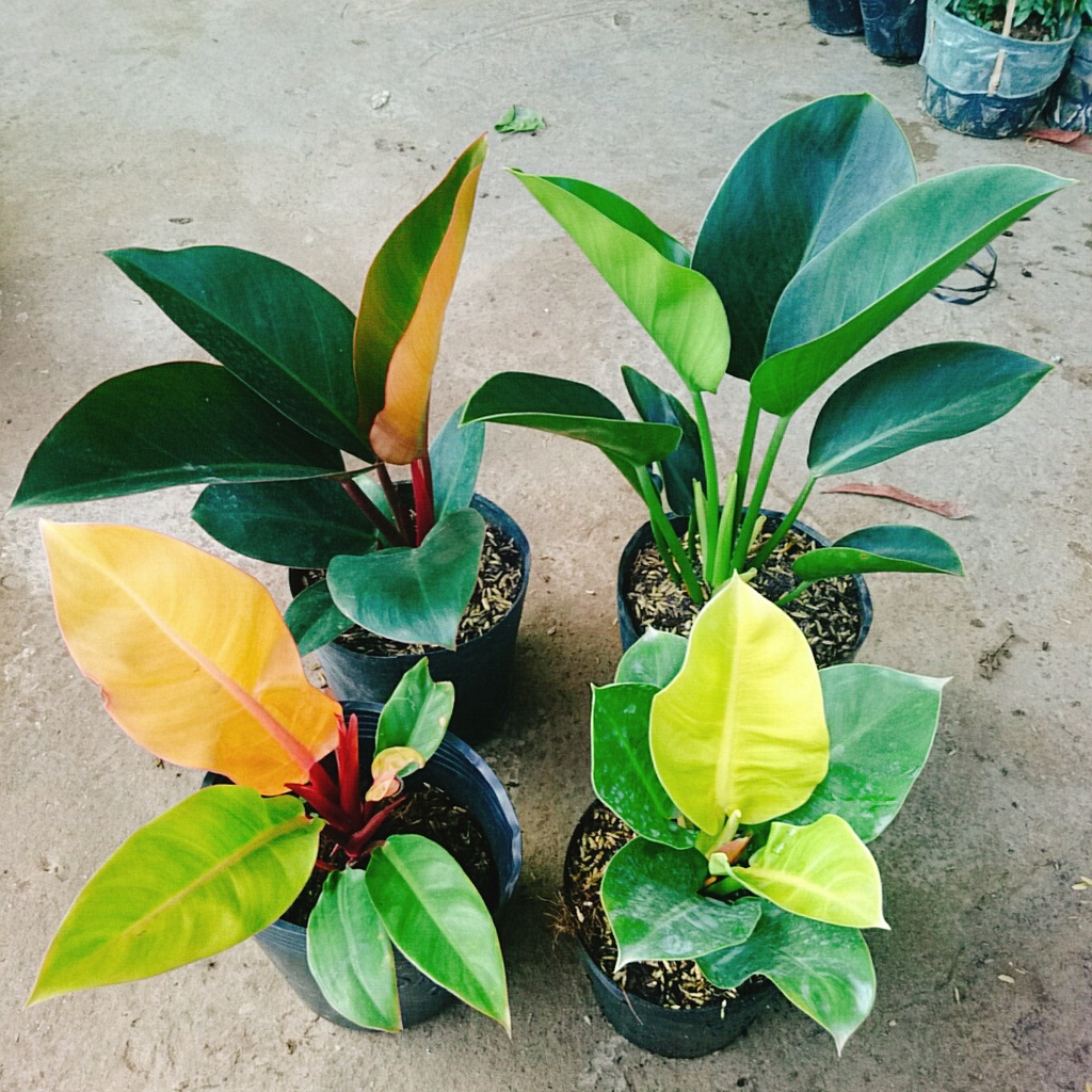 Combo 4 cây trầu bà đế vương