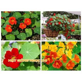 Hạt Giống Hoa Sen Cạn - 15 Hạt