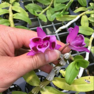 Hoa phong lan Trầm 6 mắt hàng ươm kie