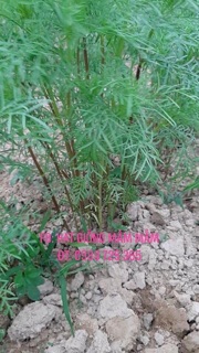 2.500 hạt Cúc bướm hồng đỏ trắng