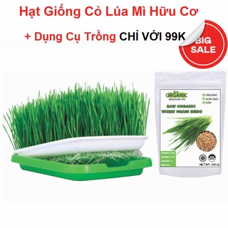 Hạt giống cỏ lúa mì hữu cơ + khay trồng+ quà 531k