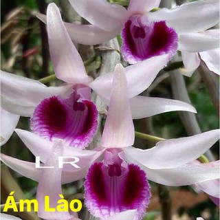 Phi điệp ám Lào (Giả hạc ám Lào) - Chai mô