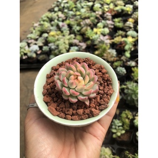 Sen đá Viền Hồng Var 4cm