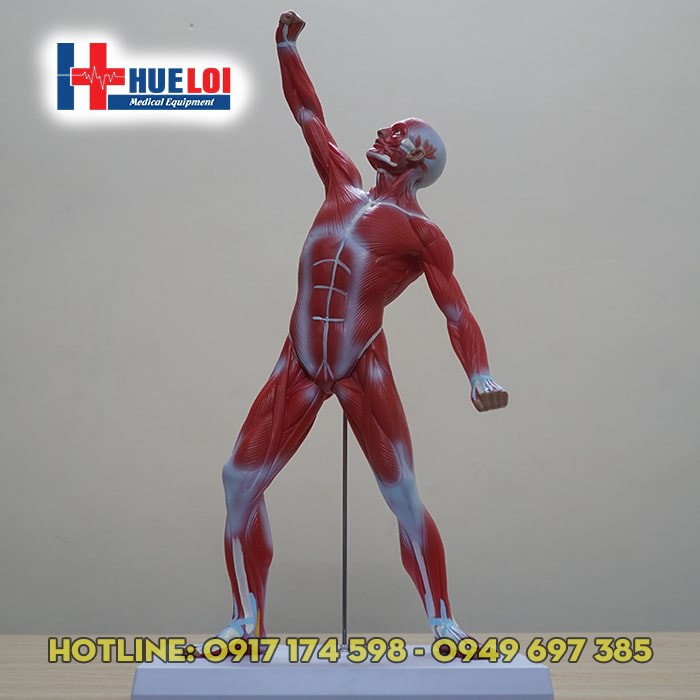 Mô hình giải phẫu tổng hợp lớp cơ nông