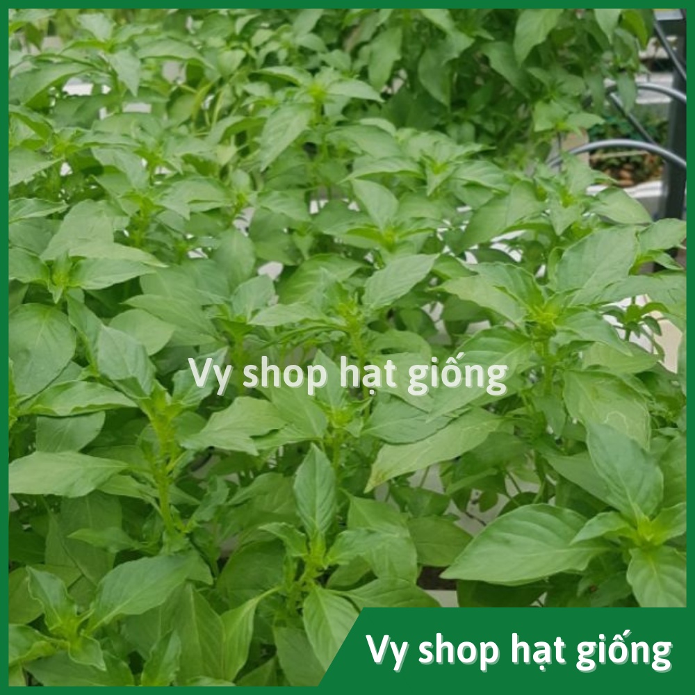 Hạt giống lá é trắng Thái Lan gói 600 hạt