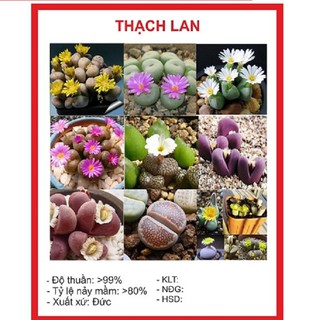 Hạt giống cây thạch lan - cây đá sống MIX gói 20 hạt xuất xứ Việt Nam