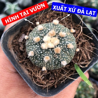 Xương rồng không gai aster size chậu 5.5cm, 1 đổi 1