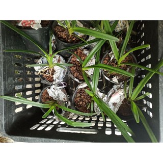 Hoa lan kiếm Phan Trí ( Size Nhỡ )