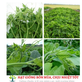 Hạt giống bí ngọn 20g (giống bí siêu ngọn, nhiều ngọn, mập)