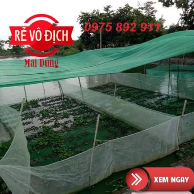 Tráng lưới nuôi ốc nhồi - 15 mét vuông cao sâu 1,3 mét