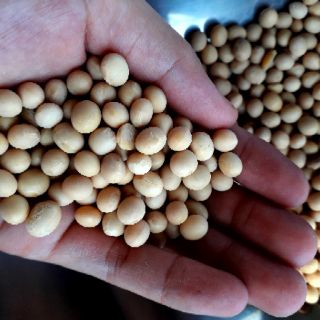 ĐẬU TƯƠNG ĐẬU NÀNH - 1kg