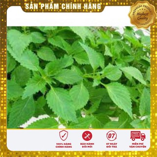 Hạt Giống Rau Kinh Giới(5 gr)