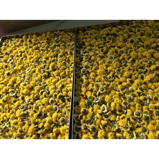 trà dưỡng nhan hoa cúc chi (túi 30 gói)